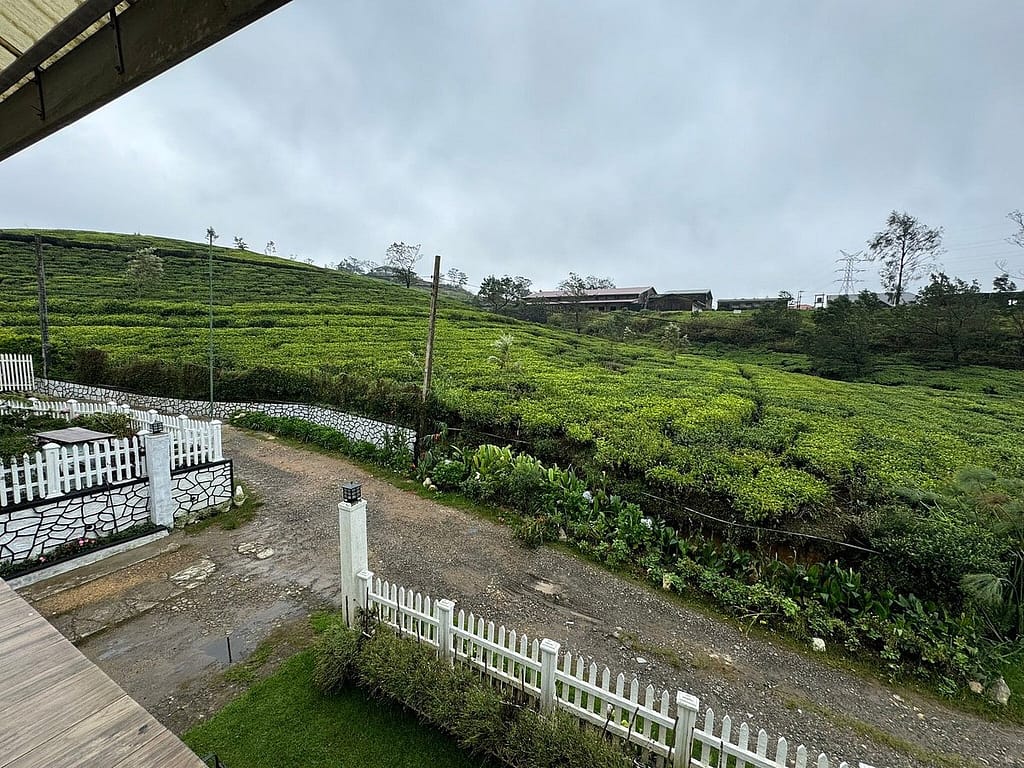 Tea Plantation Tour and Tasting| Lush Sri Lankan Holidays