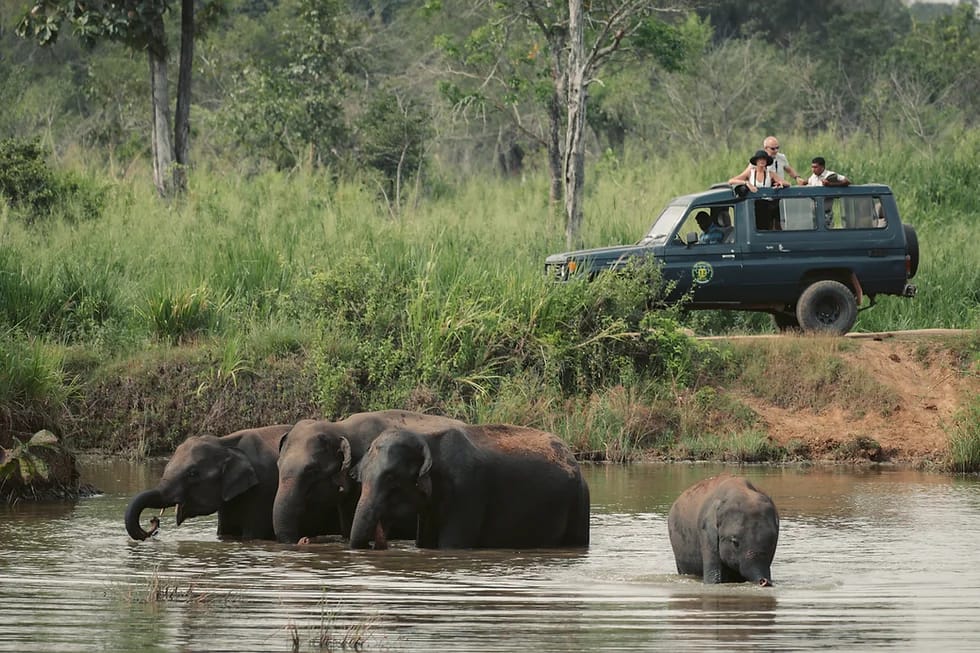 Minneriya Elephant Safari | Lush Sri Lankan Holidays